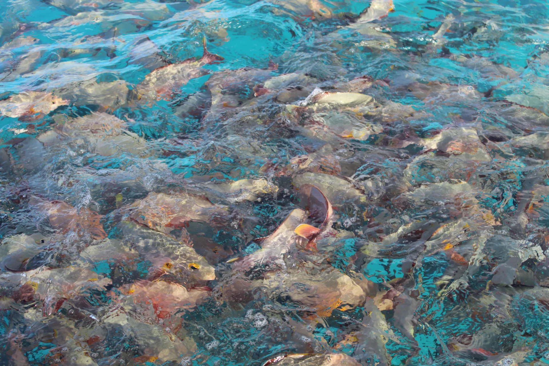 16 Animaux marins en voie de disparition - Conservation Nature
