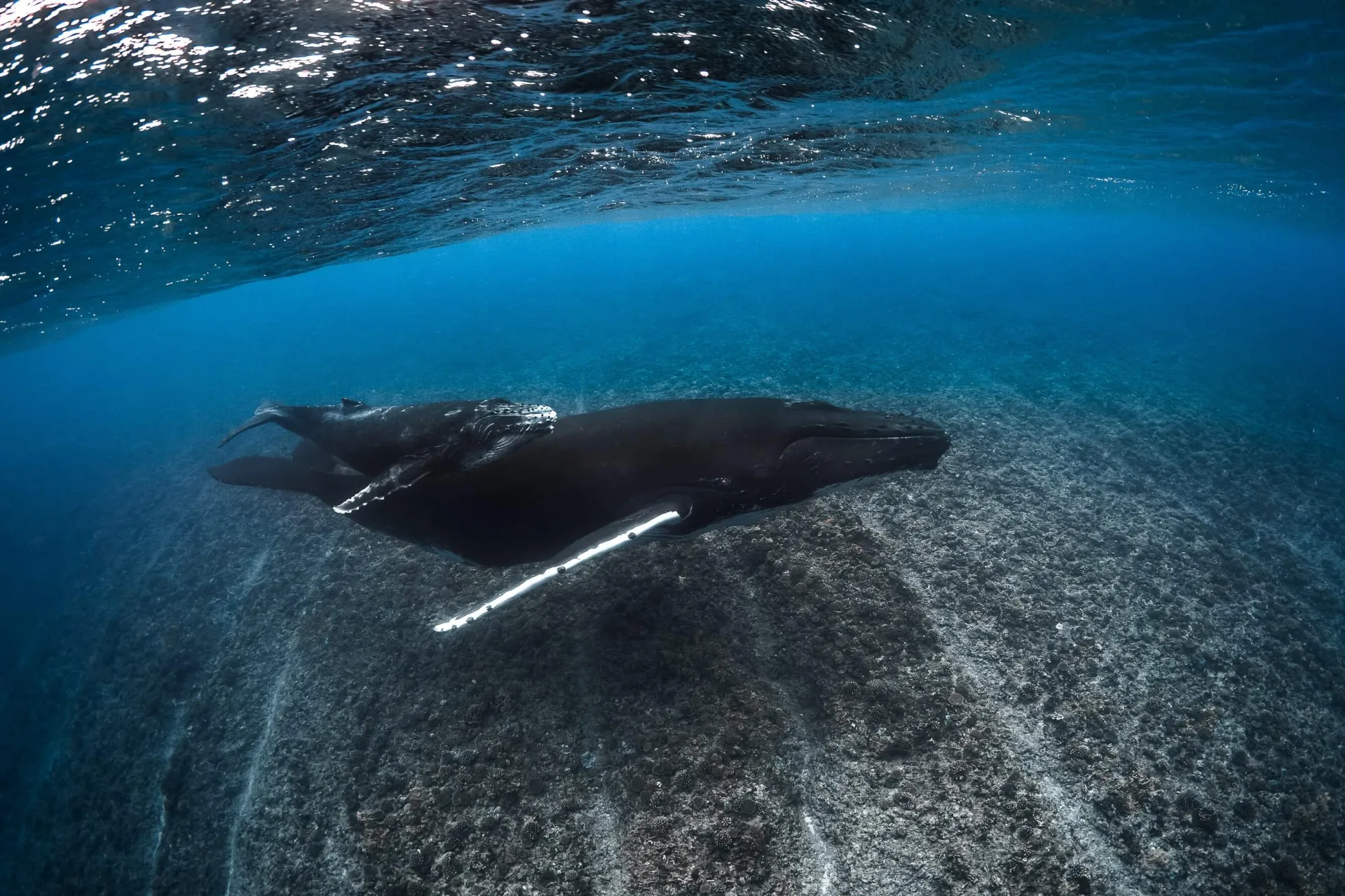 Vue sur une baleine et son baleineau © Grégory Lecoeur