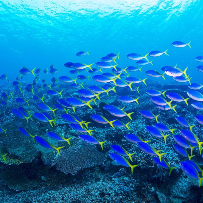 Underwater Wonders - Tahiti Tourisme