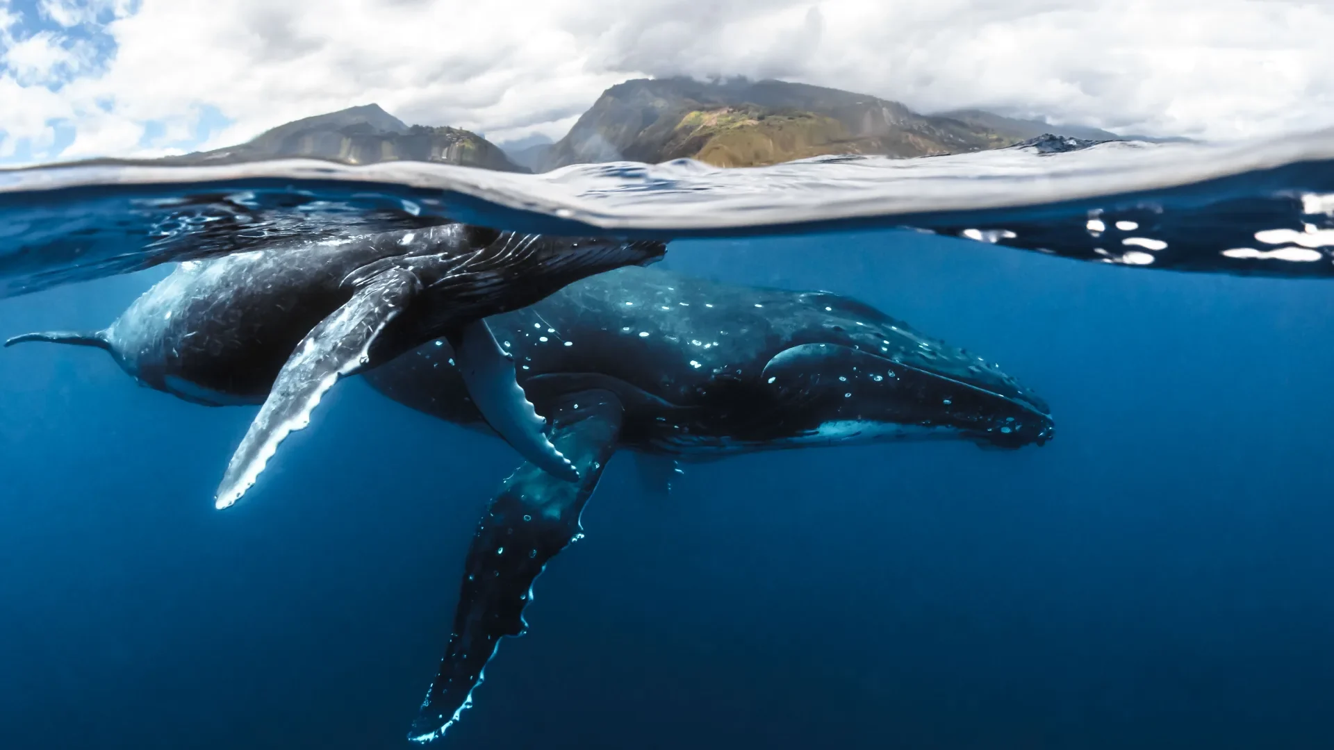 A whale and her calf in The Islands of Tahiti © Frédérique Legrand