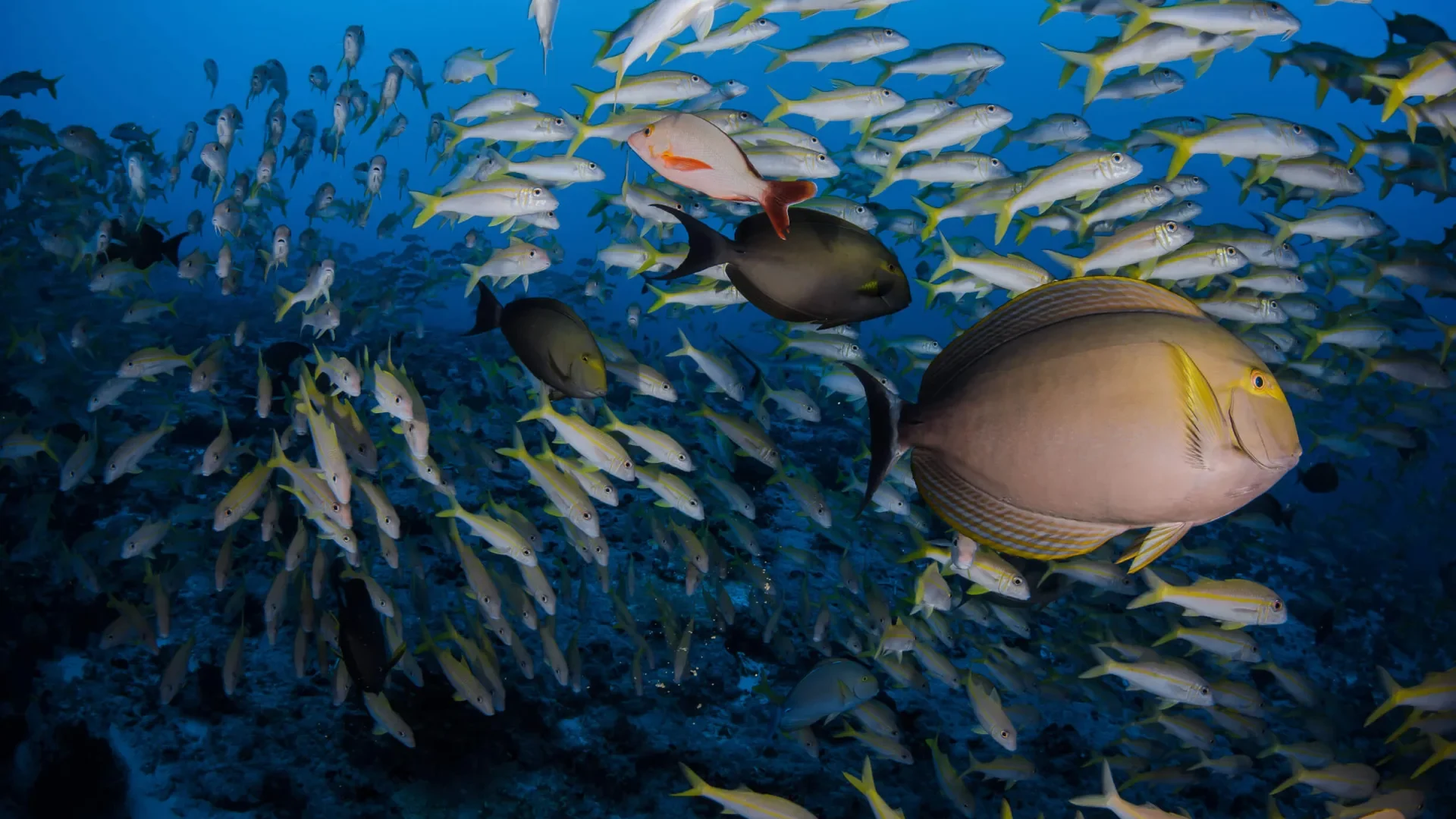 Fakarava's marine life © Frédérique Legrand