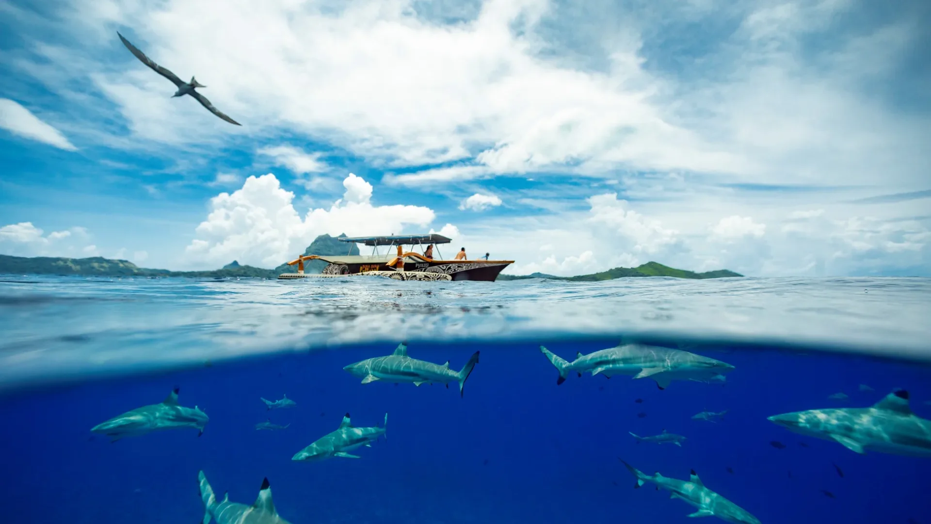 Excursion bateau à Bora Bora © Grégoire Le Bacon