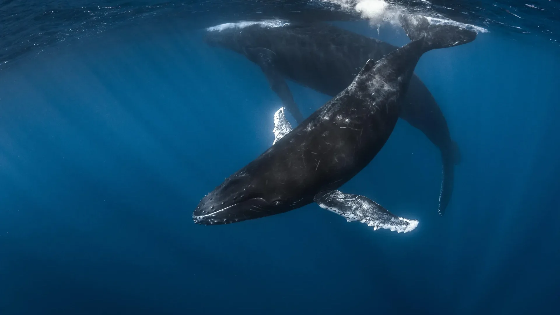 Baleines observables à Rurutu © Grégory Lecoeur