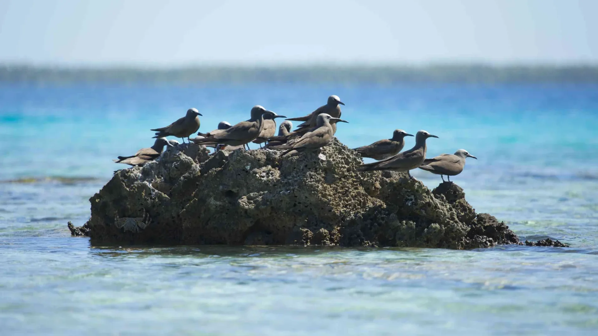 Groupe d'oiseaux sur un rocher dans la mer © Tahiti Tourisme