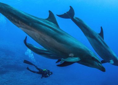 Expédition by Subocea: de Tahiti aux Tuamotus: à la rencontre des géants des mers