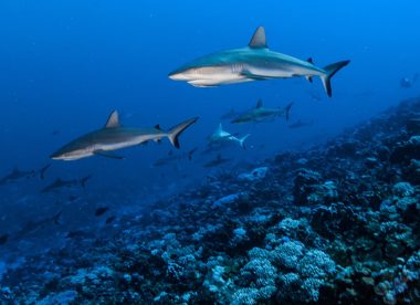 Expédition by Subocea: de Tahiti aux Tuamotus: à la rencontre des géants des mers