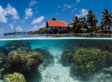 Expédition by Subocea: de Tahiti aux Tuamotus: à la rencontre des géants des mers