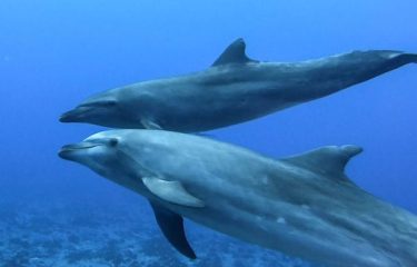 Patrimoine naturel de Tahiti