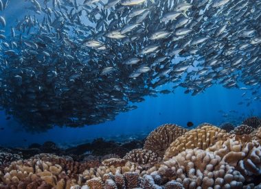 Exploration Sous-Marine dans les Joyaux Polynésiens