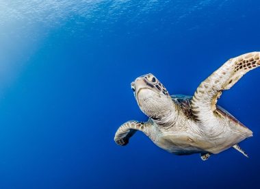 Exploration Sous-Marine dans les Joyaux Polynésiens