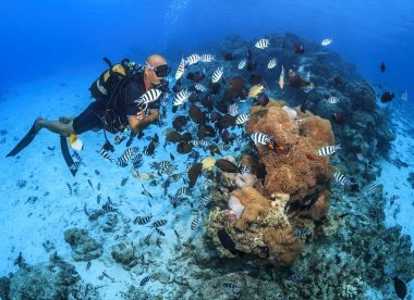 Plongées dans les plus beaux fonds marins du Pacifique Sud