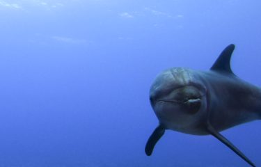 Maeva : Rencontres avec les dauphins, raies et requins ! (TOUT INCLUS ET SUR MESURE)