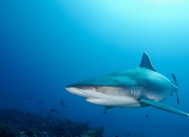 Séjour plongée 3 atolls aux Tuamotu