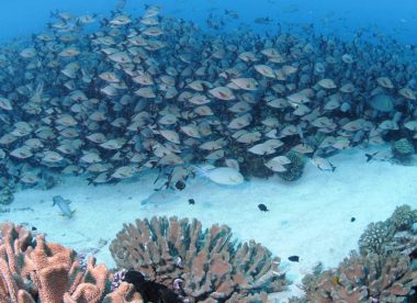 Séjour plongée 3 atolls aux Tuamotu