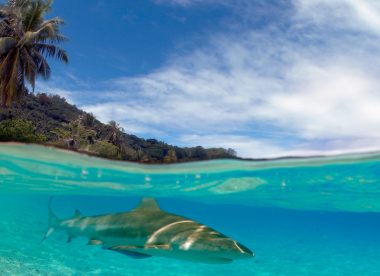 Destination les Tuamotu en croisière plongée