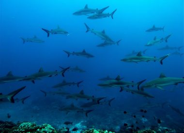 Croisière plongée dans les Tuamotu