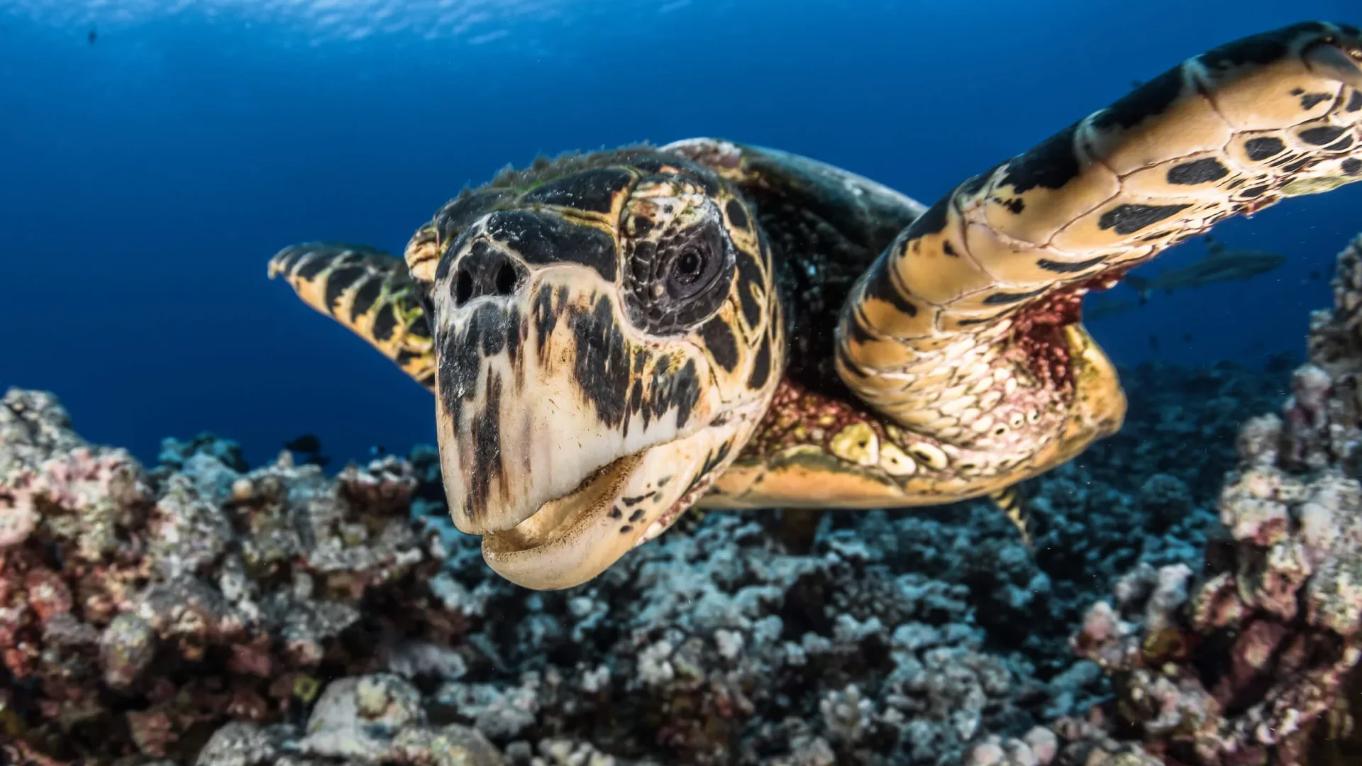 Vue sur une tortue © Grégory Lecoeur