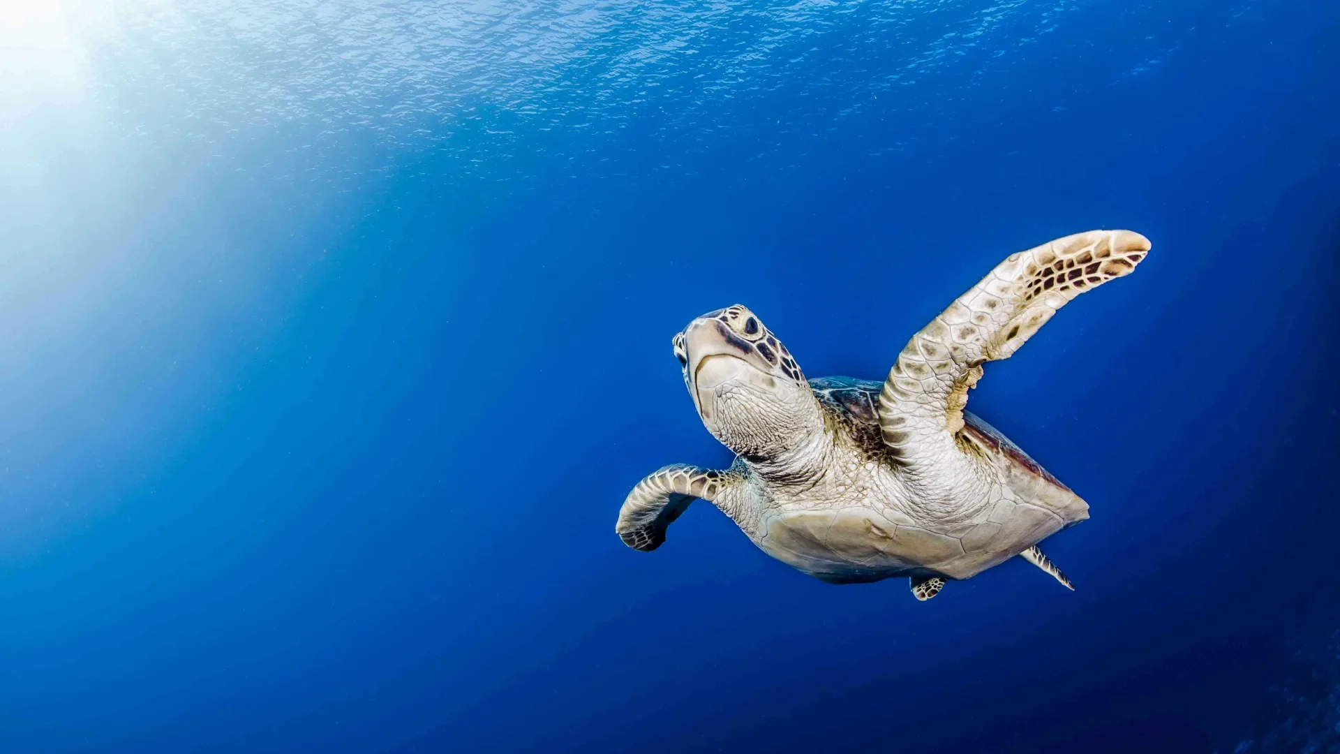 Une_jeune tortue aux Tuamotu © Frédérique Legrand