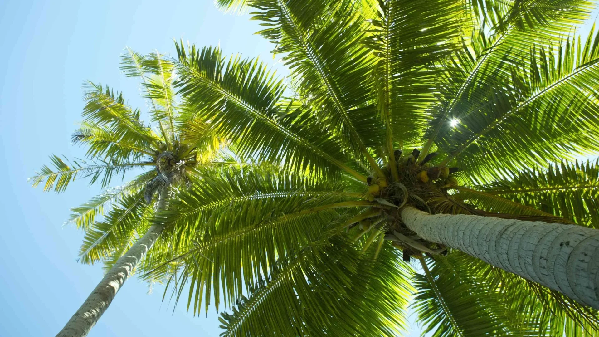 Palmier de Tikehau © Tahiti Tourisme