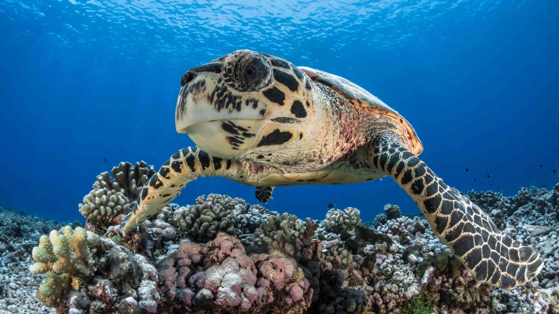 Tortue © Grégory Lecoeur