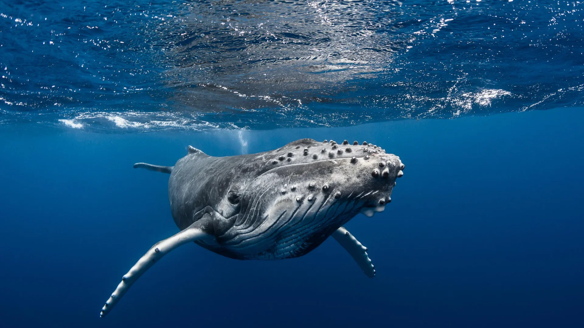 Observation de baleine © Grégory Lecoeur