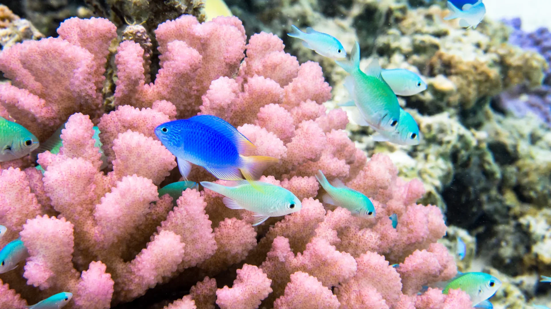 Coraux et poissons multicolores de Tahiti Et Ses Îles © Stéphane Mailion / Service du Tourisme