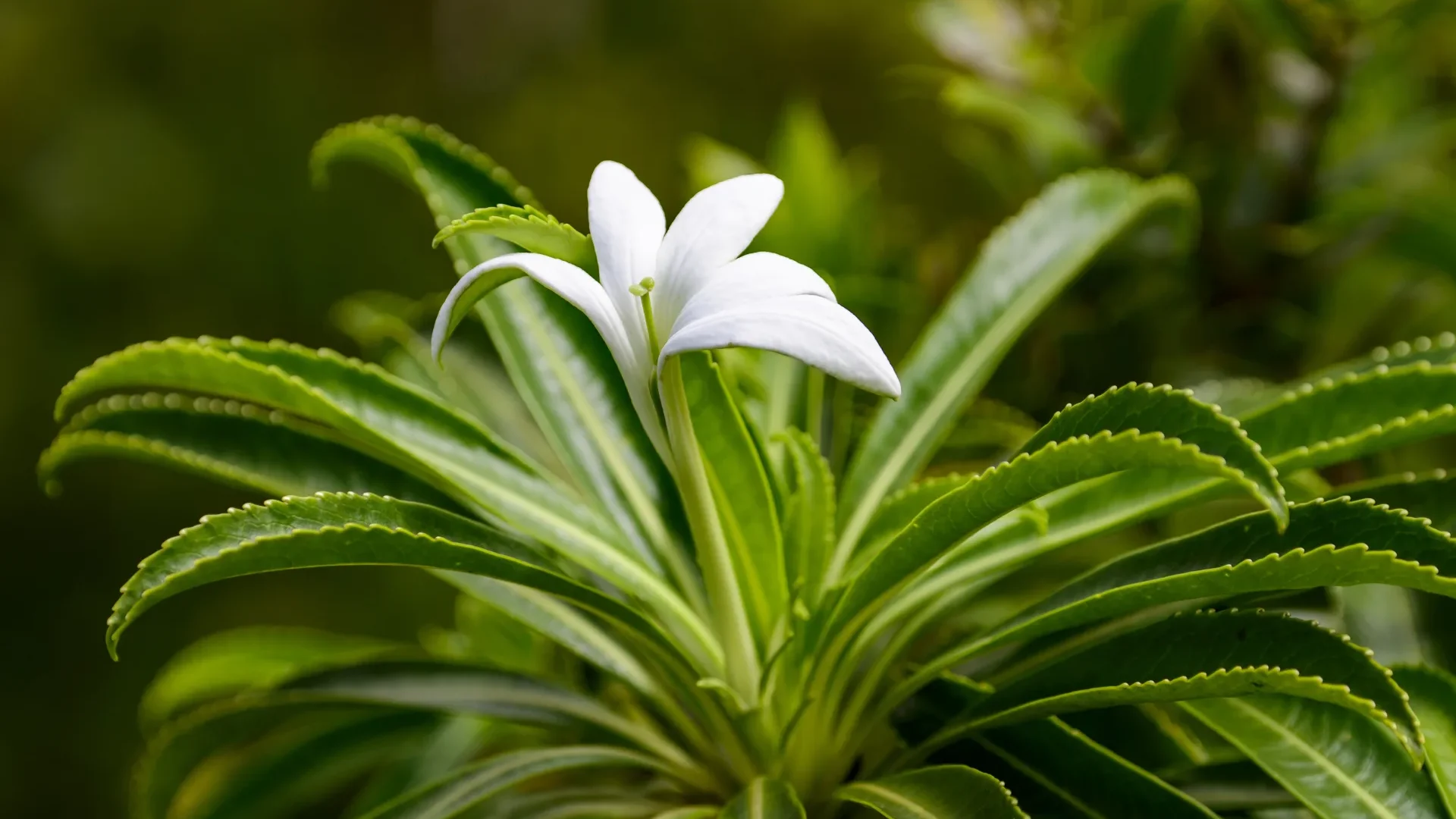 La Tiare Apetahi, fleur endémique de Raiatea © Philippe Bacchet