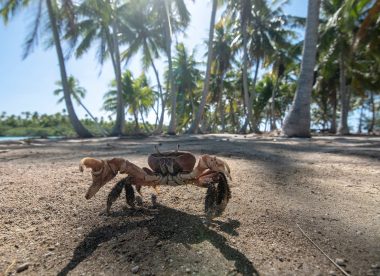 Vivre la Culture Polynésienne : Tahiti Moorea Huahine Taha’a