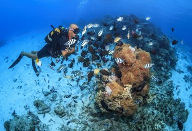Plongées dans les plus beaux fonds marins du Pacifique Sud