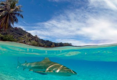 Destination les Tuamotu en croisière plongée