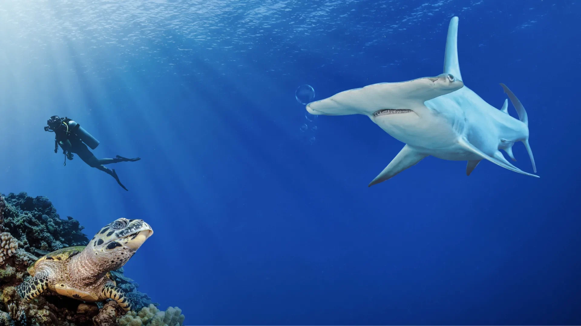 Liste des animaux marins – Mer Aux Trésors