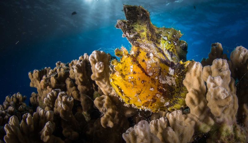 Plongée 2 Îles & 1 Atoll : Moorea, Huahine, et Rangiroa