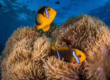 Plongée 2 Îles & 1 Atoll : Moorea, Huahine, et Rangiroa