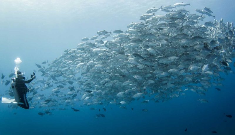 Plongée 3 Atolls : Tikehau, Rangiroa et Fakarava