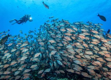 Plongée 3 Atolls : Tikehau, Rangiroa et Fakarava