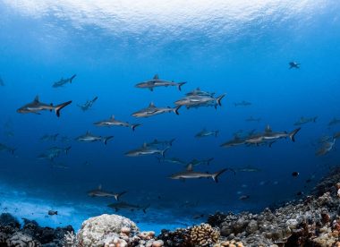 Plongée 1 Île & 2 Atolls : Bora Bora, Rangiroa Et Fakarava